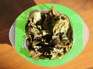 Feuilles du Oolong dragon après infusion