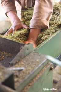 Début du traitement du rooibos après récolte