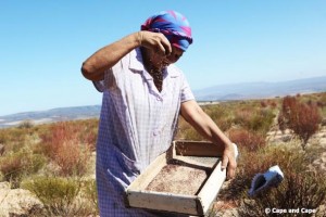 Récolte des graines des fleurs de rooibosr