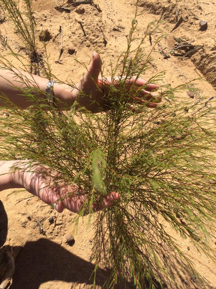 Jeune arbuste de rooibos