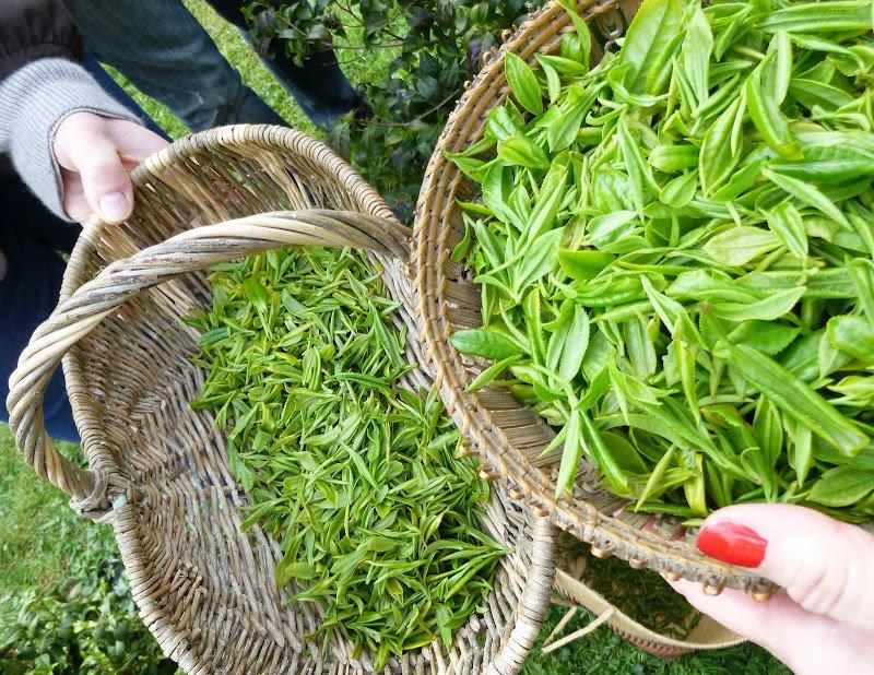 Récolte de thé au Parc nantais du Grand Blottereau, sur la colline du Sucheon ou se tient un jardin coréen. © Club des buveurs de thé