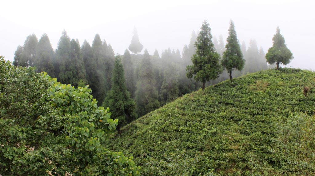 NEPAL_ Gorkha_Plantation_Sundarpani_Ilam