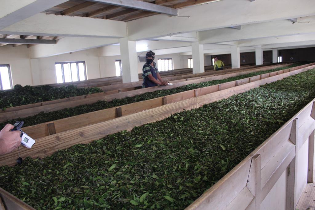 Flétrissage des feuilles de thé à  Illam au Nepal