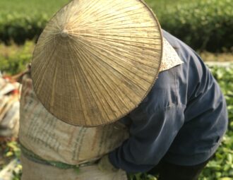 Récolte du thé dans la province de Phu Tô, au Vietnam