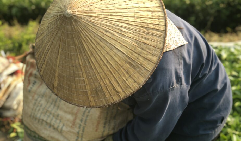 Récolte du thé dans la province de Phu Tô, au Vietnam