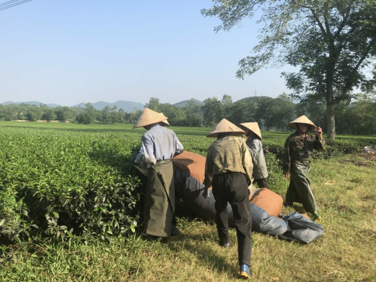 Récolte du thé – province de Phu Thot au Vietnam