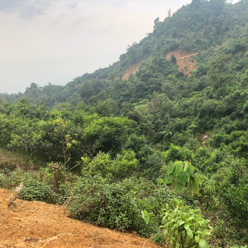 Forêt de théiers Province de Yen Bai au Vietnam ©CarineBaudry