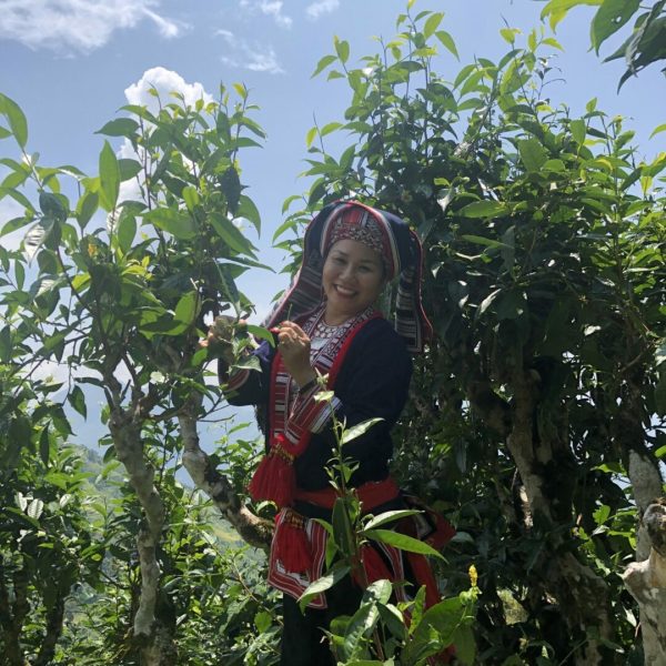 Récolte du Snow Shan, par une femme de l'ethnie Tea Dzao