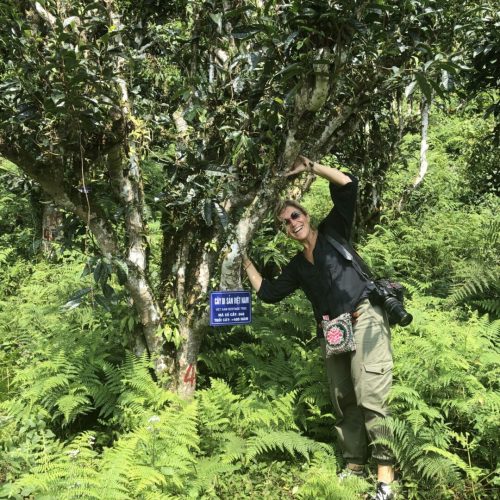 Carine Baudry devant un Théier Snow Shan tea, région Ha Giang - Vietnam