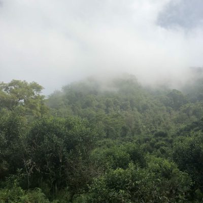 Théiers dans les montagnes brumeuses de la province de Ha-Giang ©CarineBaudry
